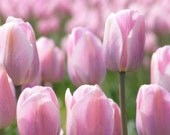Tiptoe - 8x10 Floral Photograph - Pink Tulip Field - IN STOCK
