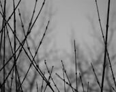 Bare - 8x10 Metallic Black and White Photograph - Winter Branches - Dark and Moody Nature Art - IN STOCK