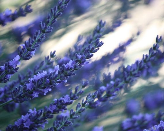 Impressionism - 8x10 Nature Photo - Lavender at Dusk - Abstract Floral Print in Purple - IN STOCK