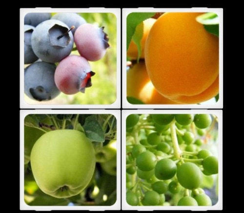 Tutti Frutti Ceramic Coaster Set from HouseofSixCats - Photo Art Coasters with Pictures of Fruit
