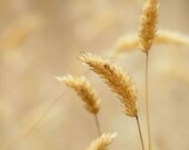Golden - 8x10 Nature Photo - Wild Grass Botanical Photograph