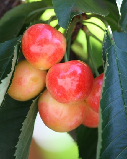 Sheltered - 8x10 Fruit Photo - Red Rainier Cherries - Kitchen Art