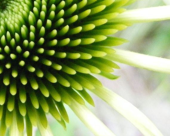 Photography - Touch - 8x10 Abstract Art Photography - Lime Green Coneflower Print - IN STOCK