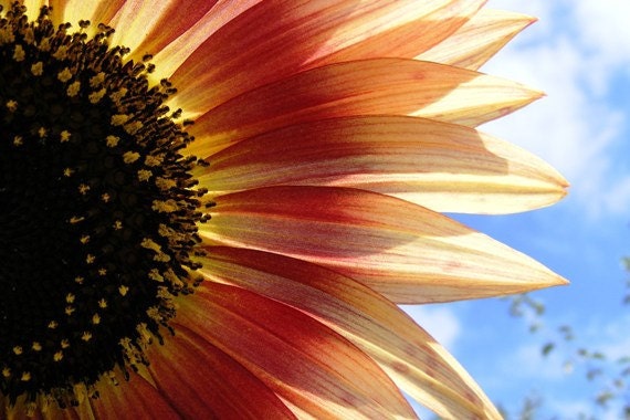 Halved - Sunflower Blank Photo Note Card - IN STOCK