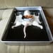 Knitted Lab Rat in an actual dissection tray