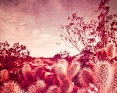 Cholla Cactus and Cottonwood Trees - 8 x 10 Fine Art Photograph Print