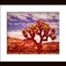 Joshua Tree Scene 04 - 8 x 10 Fine Art Photograph Print