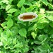 pseuderanthemum incendia (fire flower) outdoorus gigantus