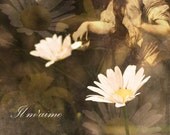 He Loves Me 4X6digital photo print for blank greeting card - Valentine
