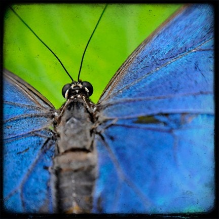 The Luminous Blue Butterfly TTV 5x5 Metallic Print