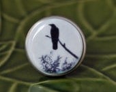Crow Photo - Porcelain Brushed Nickel Drawer Knob