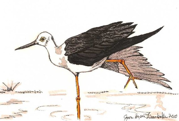 Black Winged Stilt - Original Watercolor - 5 x 7 inches
