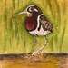 Painted Snipe - Original Watercolor 5 X 7 inches