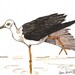 Black Winged Stilt - Original Watercolor - 5 x 7 inches
