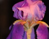 Silhouette 2 iris photo