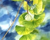 Ginkgo