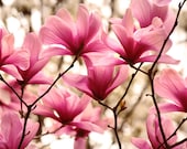 magnolia photograph, pink bedroom decor, flower art, magenta, flower art print, nature photography, pink wall decor  - Love Letters - 8 x 10