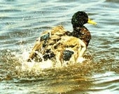 Duck photo, nature photography, duck picture, bathroom wall art, animal photography, green, blue bathroom decor - "Water Colors"