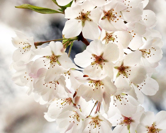 cherry blossom photo, white flower, nature photography, white bedroom decor, cherry blossom art, flower photo