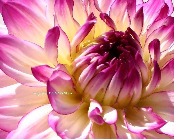 Magenta decor, Flower Photography, Dahlia picture, Dahlia Photograph, magenta art, nature photography, flower photo , Flower Photo