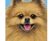 Pomeranian on Blue Dog Art 8x10 Print of Original Painting by Dottie Dracos