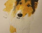 Sheltie Pet Portraits Original Watercolor Memorial U Provide Picture or Idea 11 x 15 inch by Pigatopia