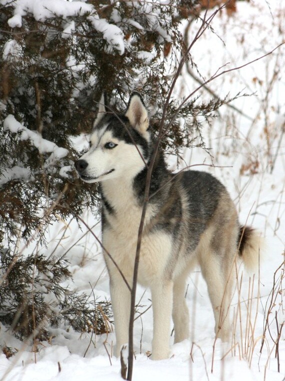 Vigilant 16x20 Fine Art Print Free Shipping