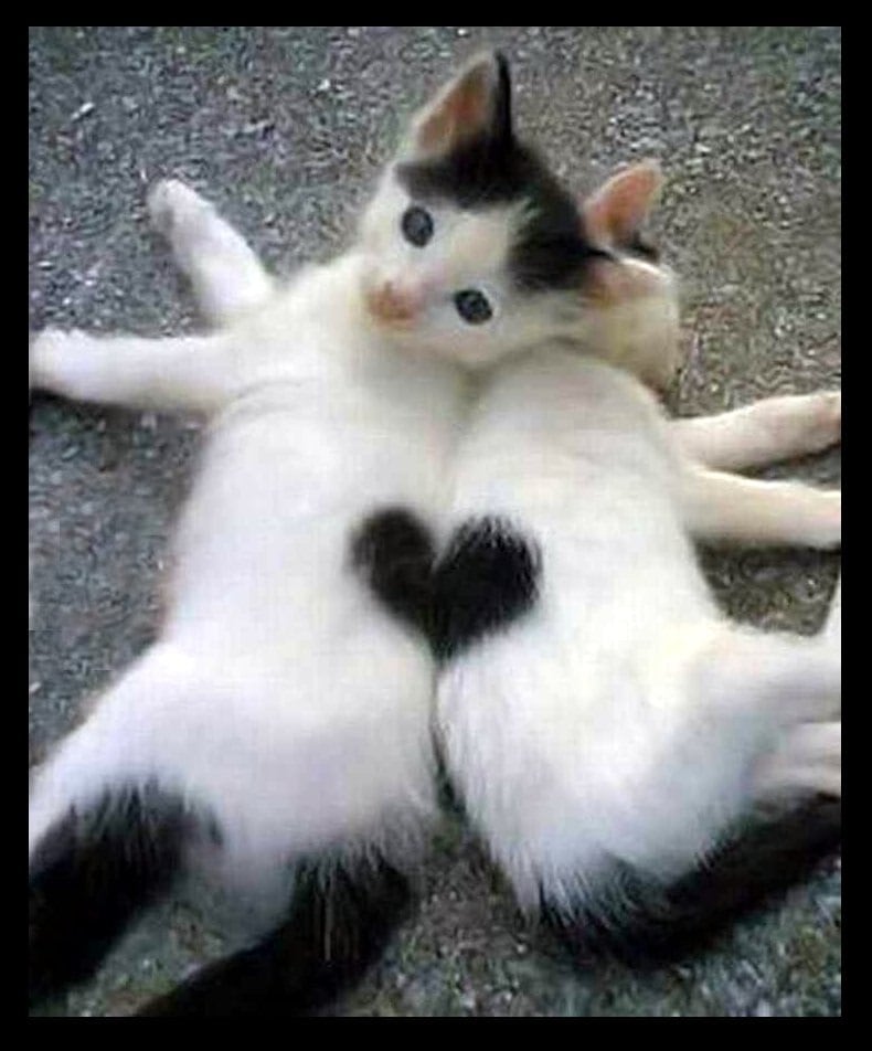Heart Kitten