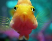 I Wish I Could Fly - Fine-Art Fish Print - 8x10