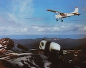 panda, 8x10 archival photograph featuring surreal image of bear figurine climbing mountain