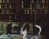 wolf, 8x10 photograph of miniature animal in surreal vintage 60s home