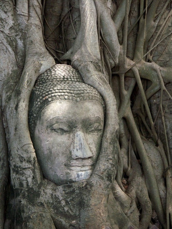 Buddha in Tree 8x10