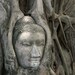 Buddha in Tree 8x10