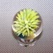 Lampwork Glass Marble Pale Yellow Sea Anemone Sea Urchin