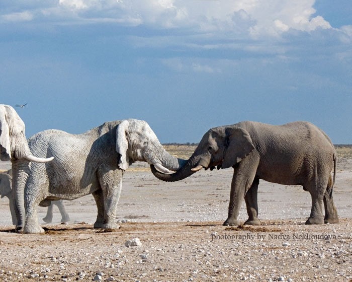 Elephant Meeting - photo print 8x10 inches (20x25cm) - fine art wildlife photography African safari animals