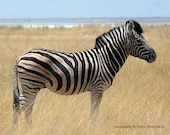 Zebra photo print - 8x10 inches (20x25cm) - fine art wildlife photography, African safari animal, travel, nature