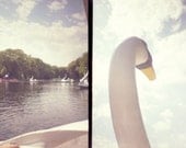 photographic print, swan boats, 6x8"