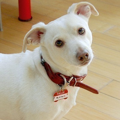 Customized Bone Metal Pet ID Tag - Hello Tag