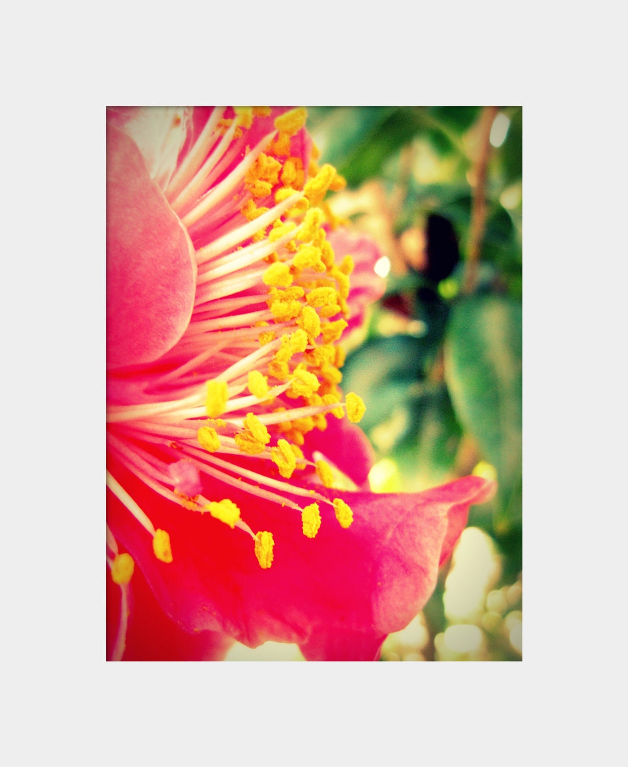 Camellia Profile: macro floral fine art photograph print of side view of hot pink flower petals, mustard yellow stamen, and green leaves