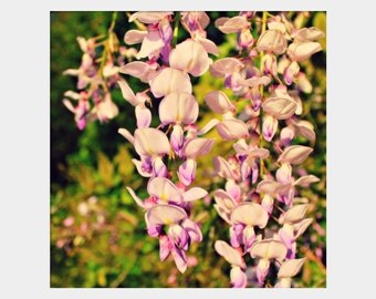 Wisteria: square floral fine art photograph print with spring flowers in pink, purple, and green