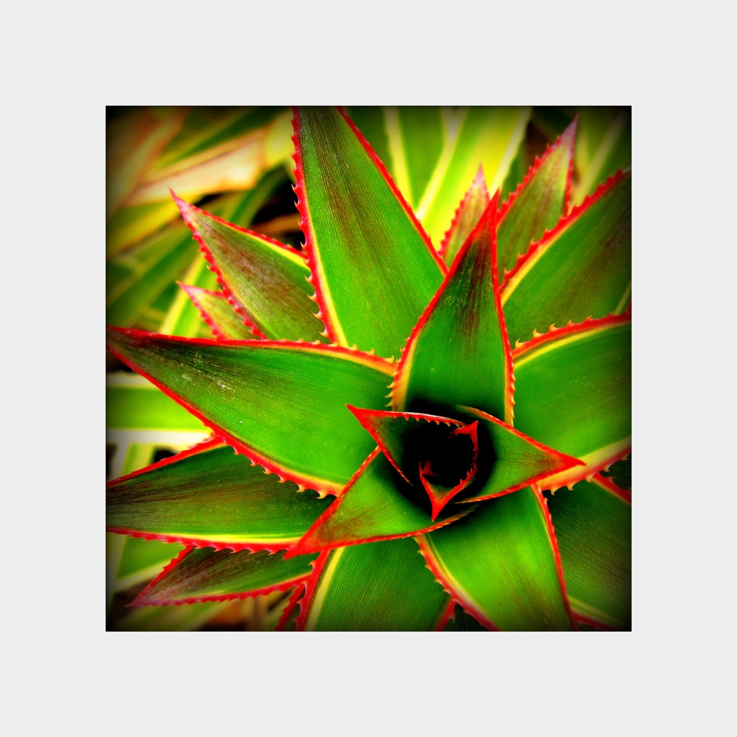 Pineapple Plant: square fine art photograph print of exotic, tropical flora in bold green, red, yellow, and black