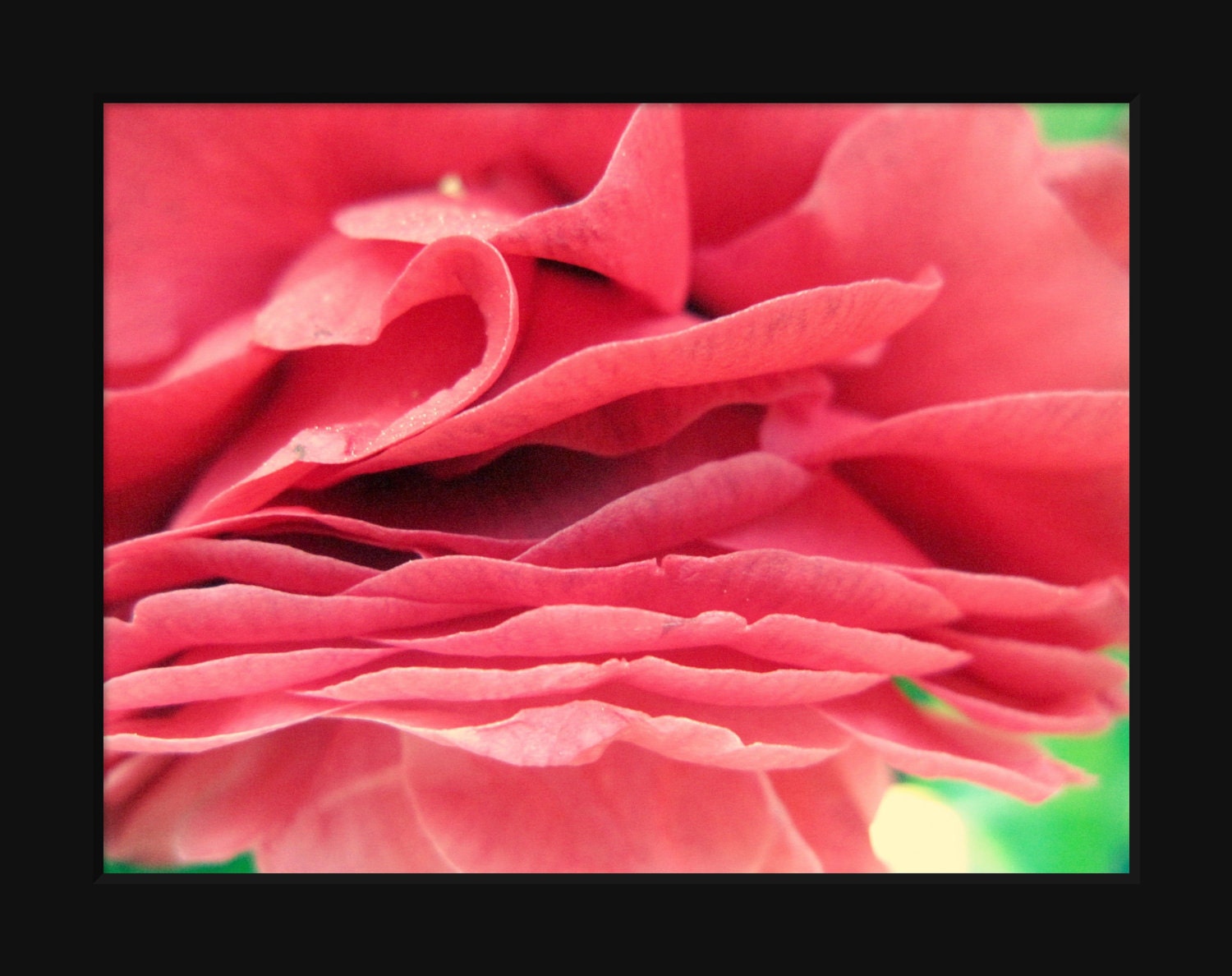 Pretty Pink Petals: fine art nature macro photograph print of bright pink camellia flower petals (delicate, feminine, girly)