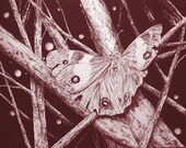print moth insect butterfly limited Edition Giclee print ..Night Wings..8x10