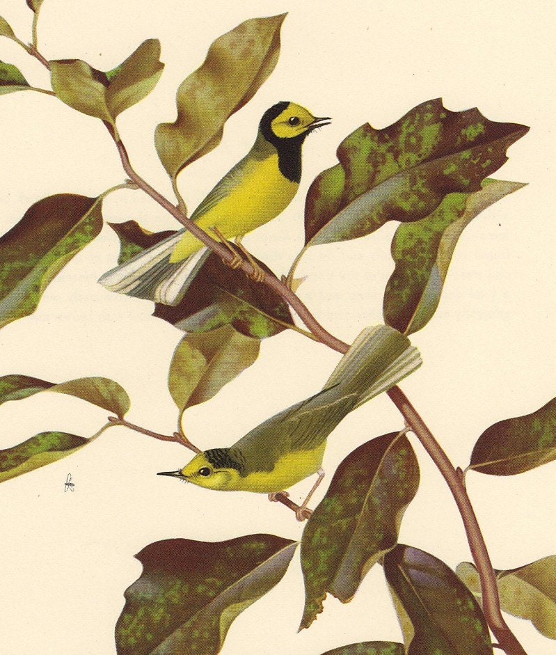 Vintage Menaboni's Bird Plate - Hooded Warbler Print - Reduced