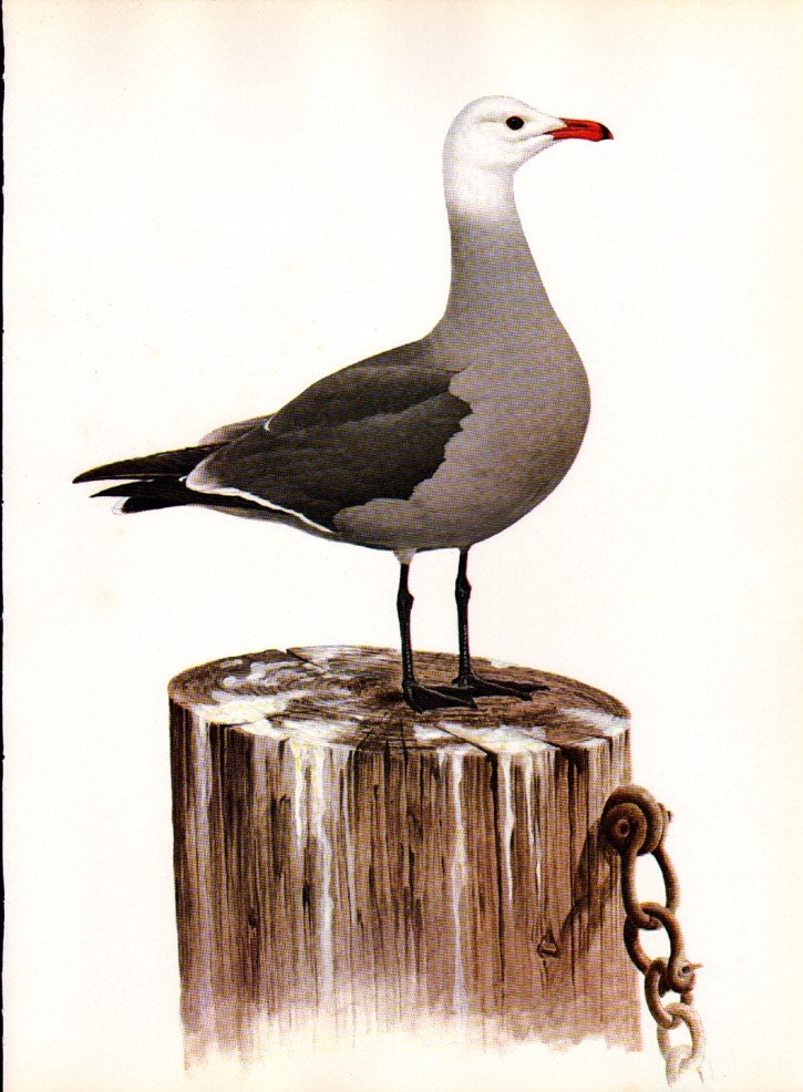 Vintage Color Bird  Print  - Unique 2 Page Set - Heermanns Gull with Full Description Page - Reduced