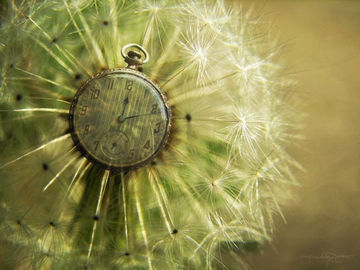 Dandelion Clock - Metallic Montage Photo Art Print