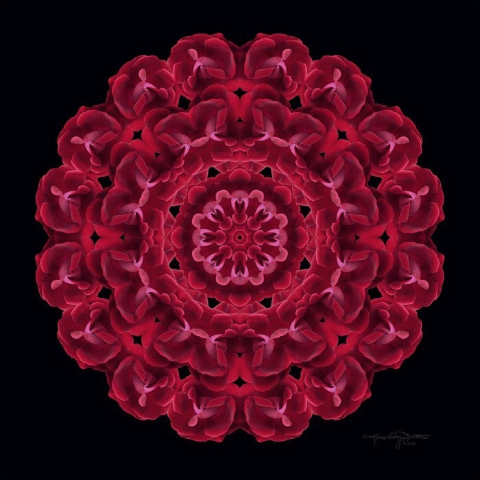 Red Rose Flower Mandala Art Spiritual Heart Connection - Consejo de las Rosas