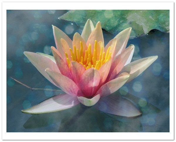 A Dream Within A Dream - Water Lily Metallic Photo Art Print