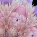 Flower Mandala Art - Lavender Pink Peony - Love Is Within