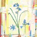 spanish bluebells